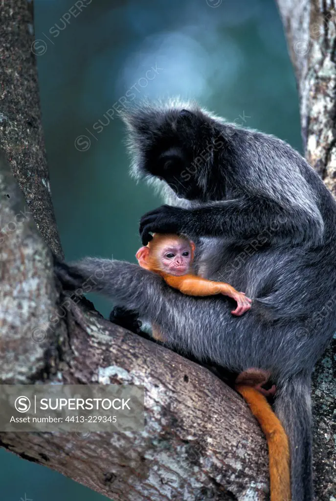 Female Silvered Leaf Monkey delousing its small Malaysia