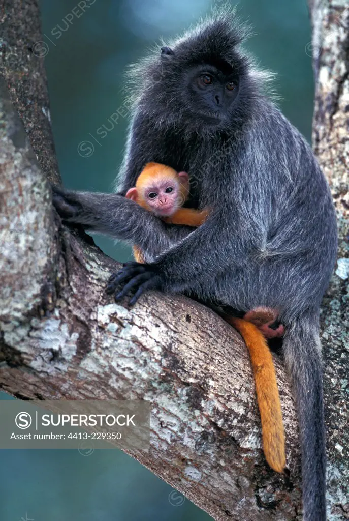 Female Silvered Leaf Monkey and its small Malaysia