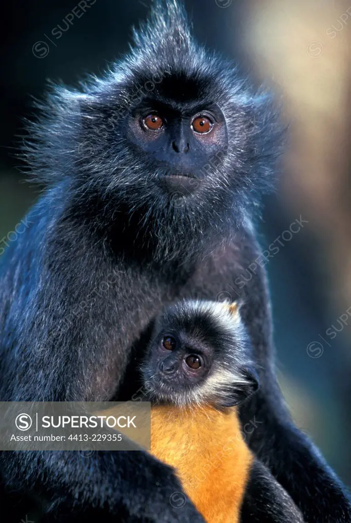 Portrait of female Silvered Leaf Monkey and its small