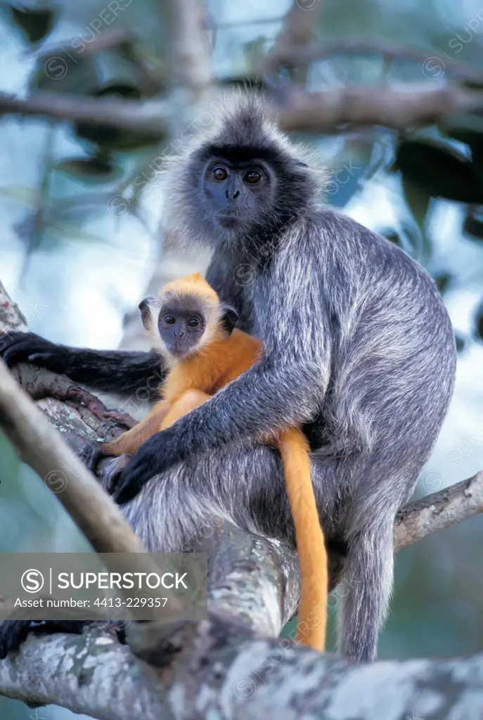 Portrait of female Silvered Leaf Monkey with its small