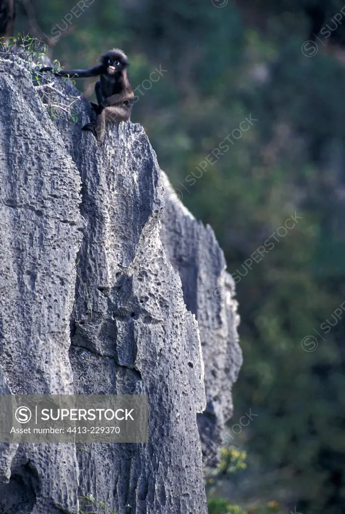 Dusky Leaf Monkey on a limestone rock formation