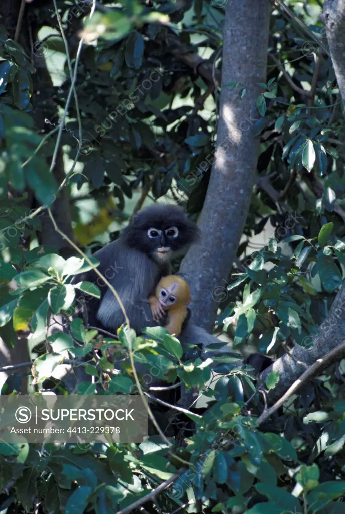 Female Dusky Leaf Monkey and its small Thailand