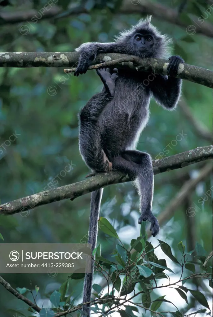 Silvered Leaf Monkey in balance hung from a branch