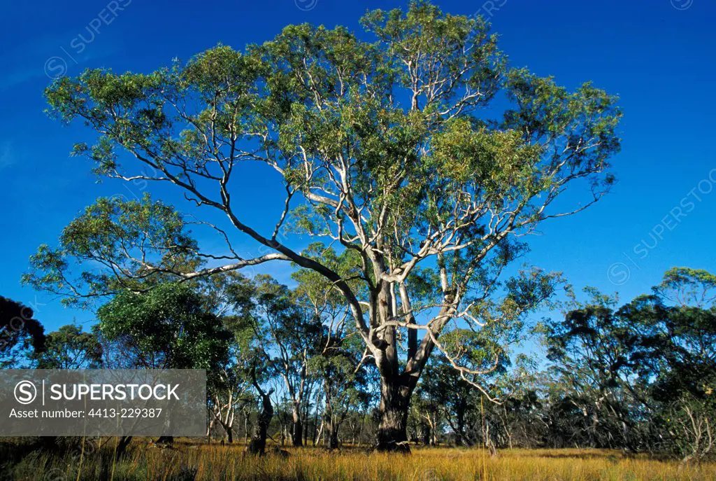 Eucalyptus in the Little Desert National Park Australia