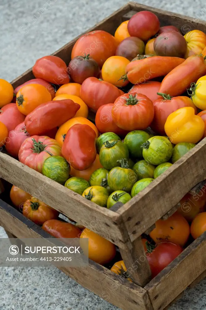 Various colors tomatoes in a tray