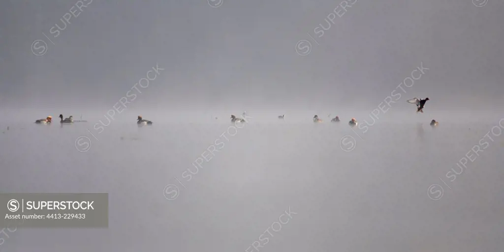 Red-crested pochards in the morning fog Dombes France