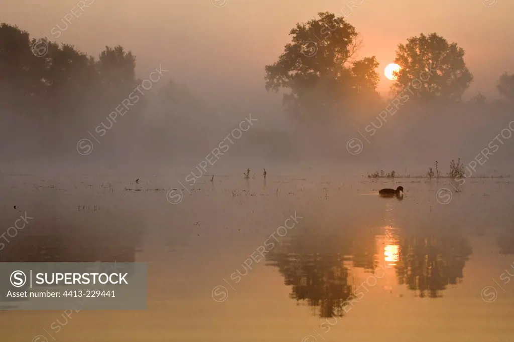 Common coot at sunrise Dombes France