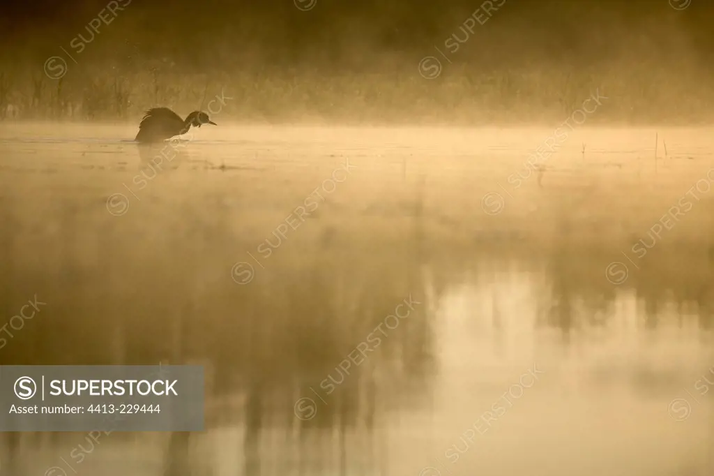 Great crested grebe snorting itself in the morning fogDombes