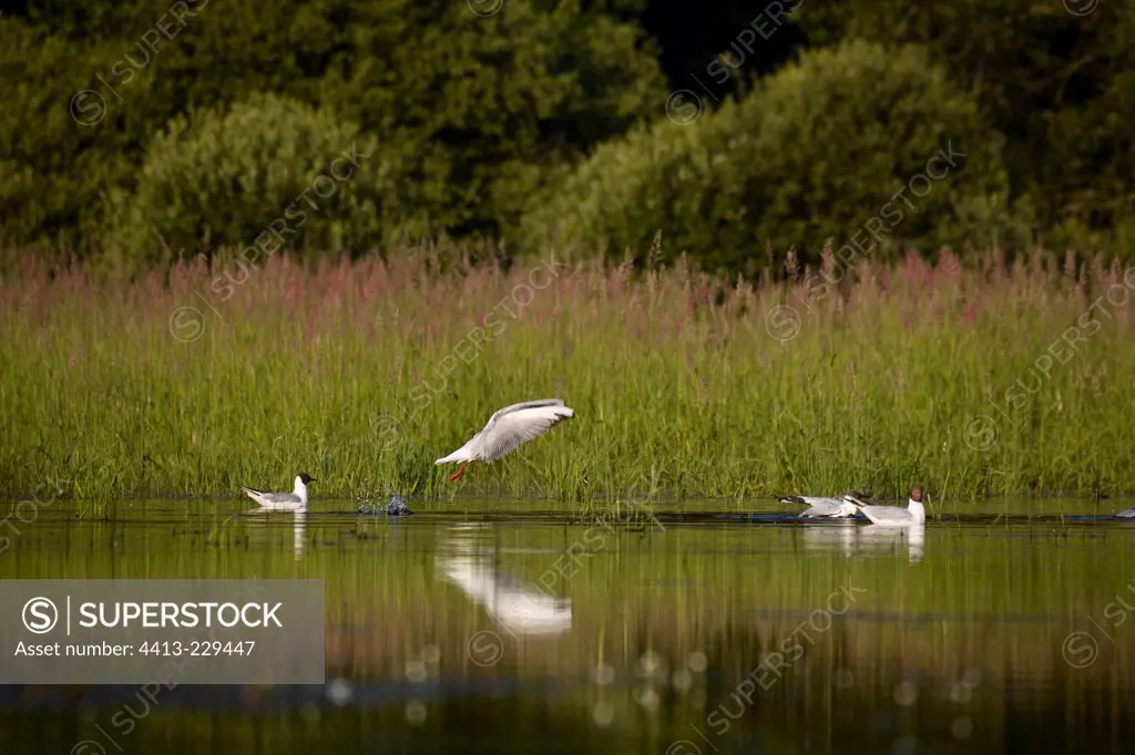 Black-headed gulls on a pond Dombes France
