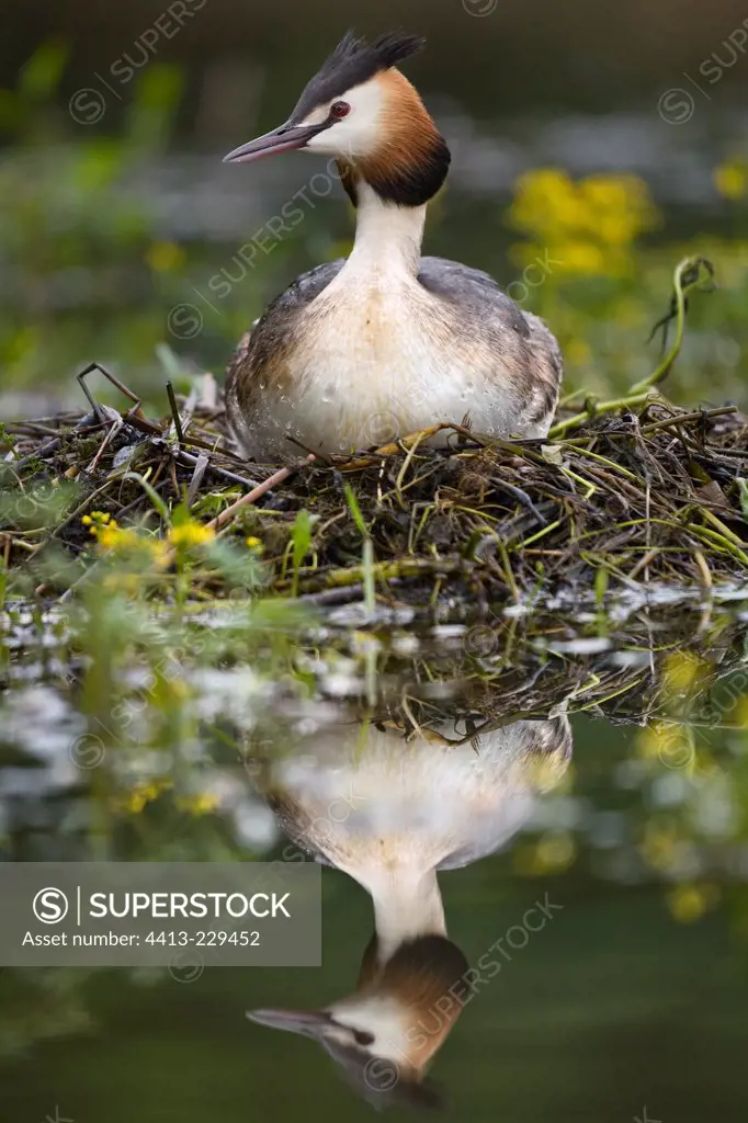 Great crested grebe on nest Dombes France