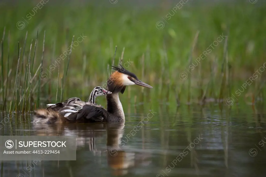 Great crested grebe carrying youngs on its back Dombes