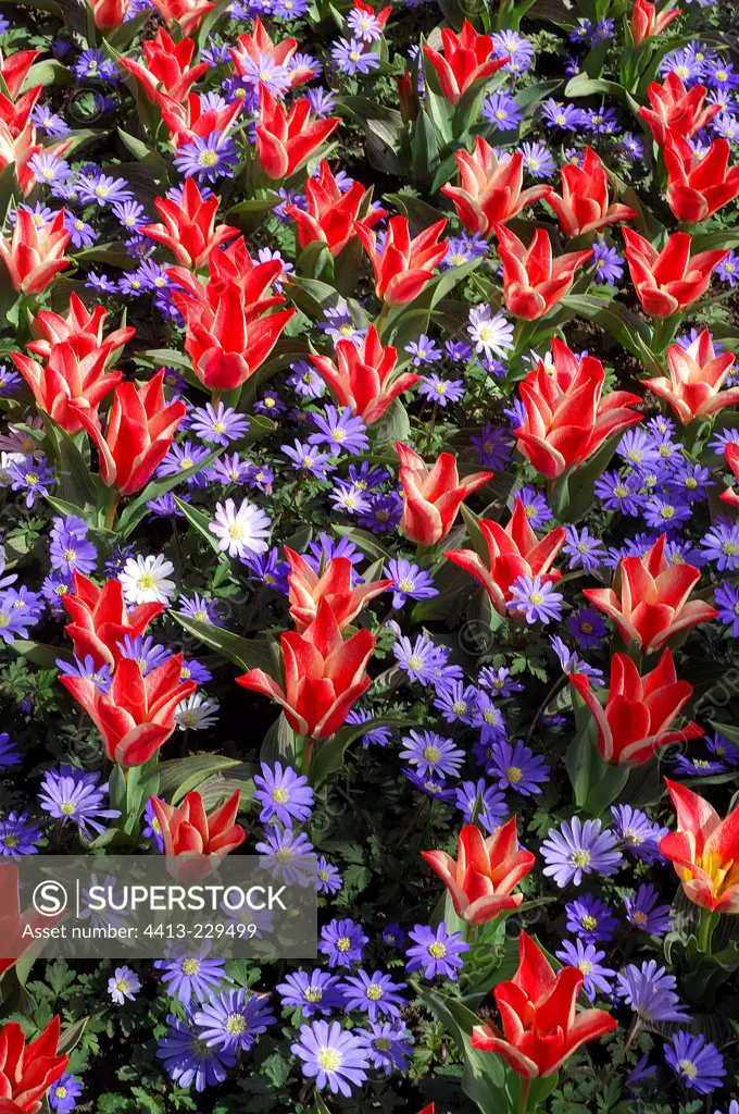 Multitude of Anemones 'Blue shades' and Tulips 'Pinocchio'