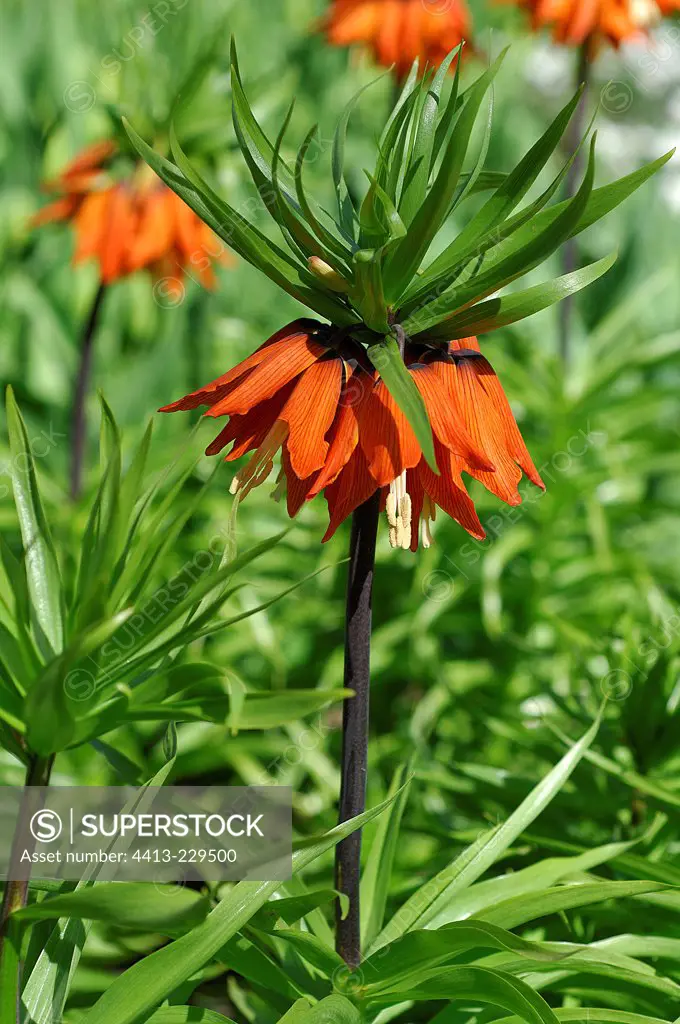 Orange Crown imperial flowers in the summer Holland