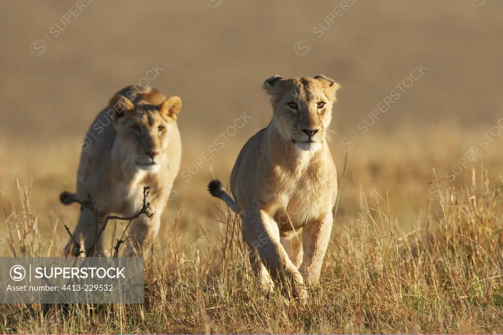 Lionesses hunting in the savannah Masai Mara Kenya
