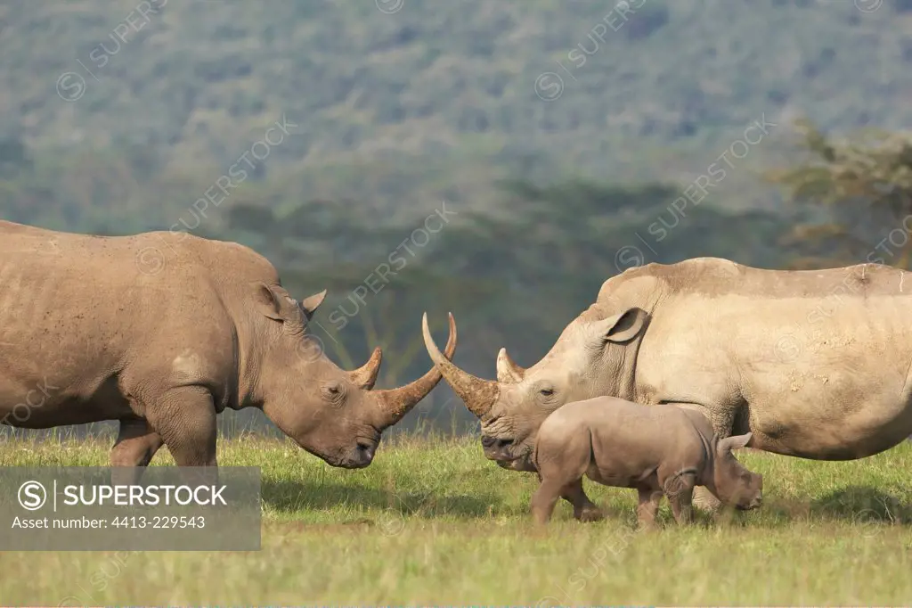 White Rhinoceros and young Nakuru National Park Kenya