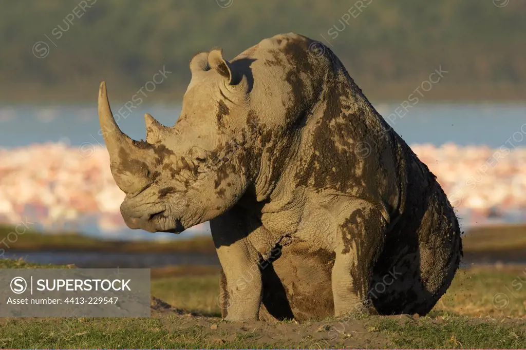 White Rhinoceros covered with mud Lake Nakuru Kenya