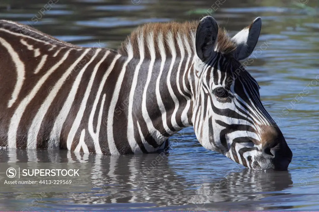 Grant's zebra in the marshes Masai Mara Kenya