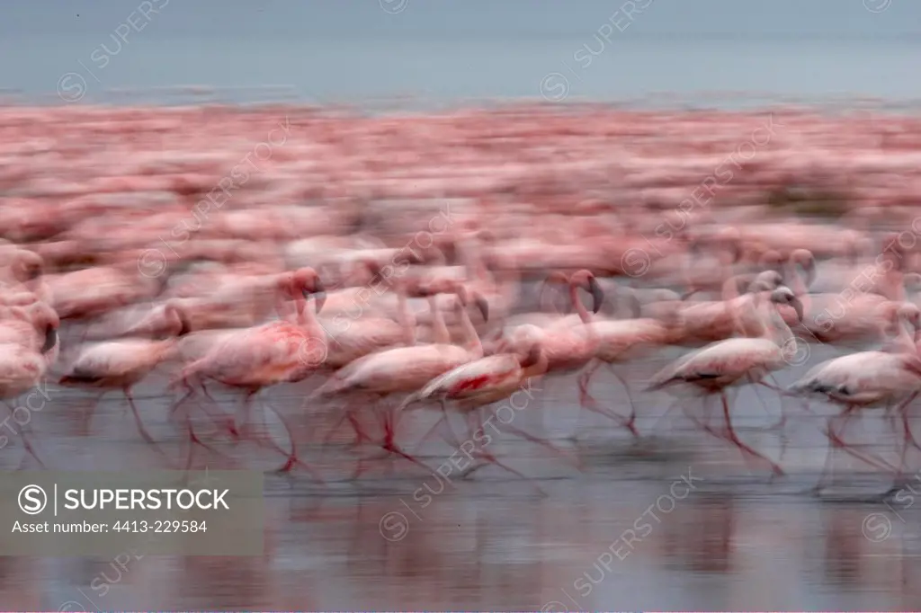 Colony Lesser Flamingoes Lake Nakuru Kenya