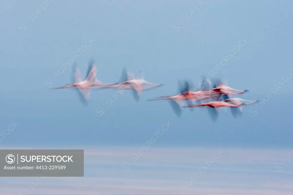 Lesser Flamingoes in flight Lake Nakuru Kenya