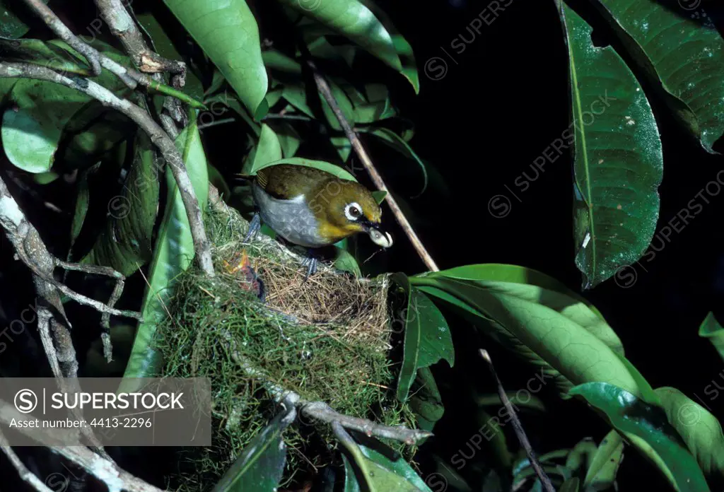 Malagasy white-eye on nest Madagascar