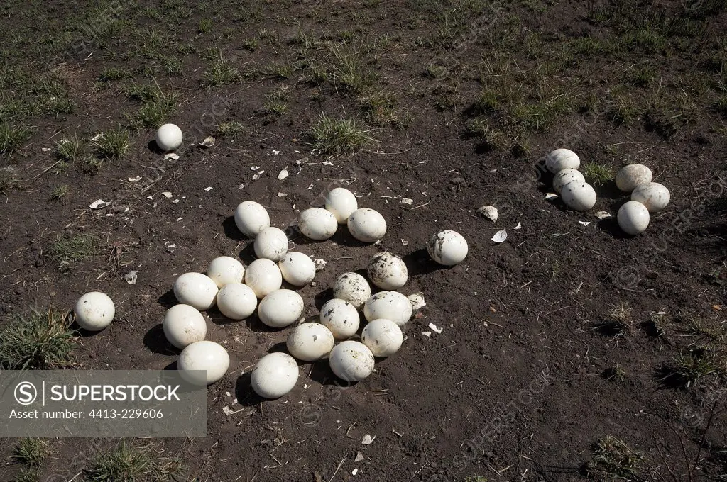 Ostrich nest and eggs Masai Mara Kenya