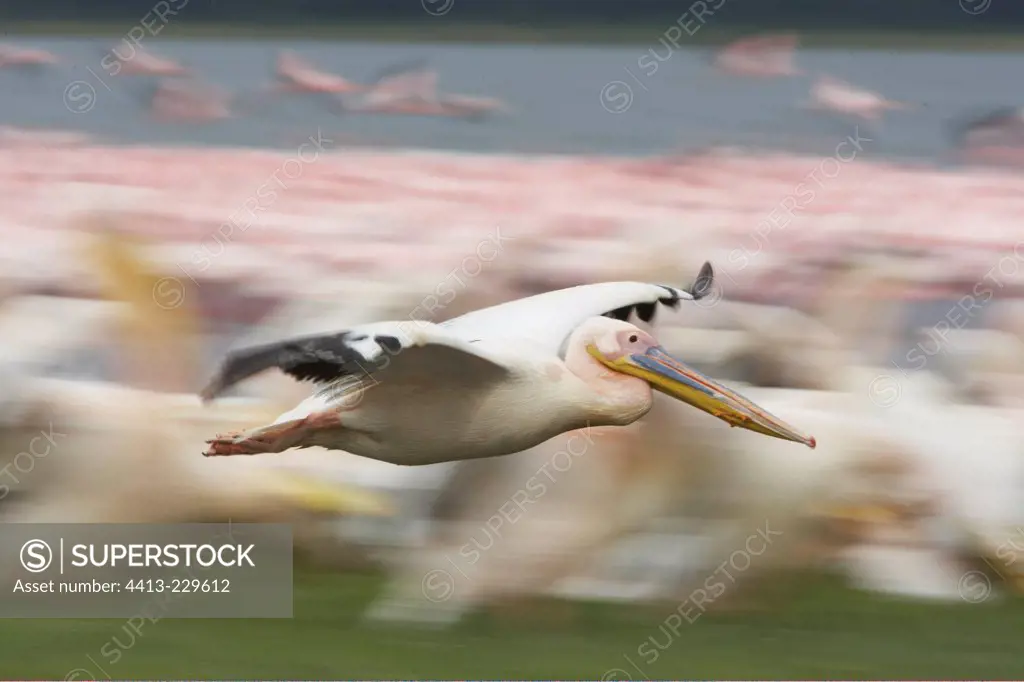 Great White Pelican in flight Nakuru Lake Kenya
