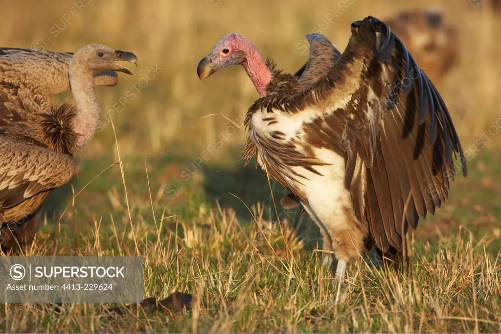 White-backed and Lappet-faced Vultures Masaï Mara Kenya