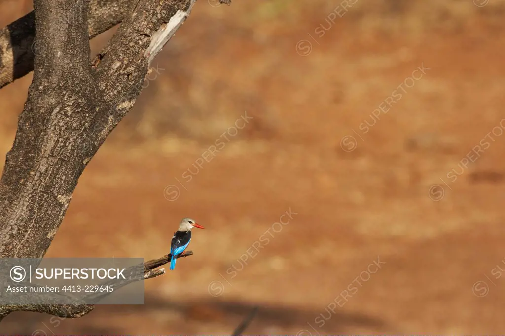Grey-headed Kingfisher Meru National Park Kenya