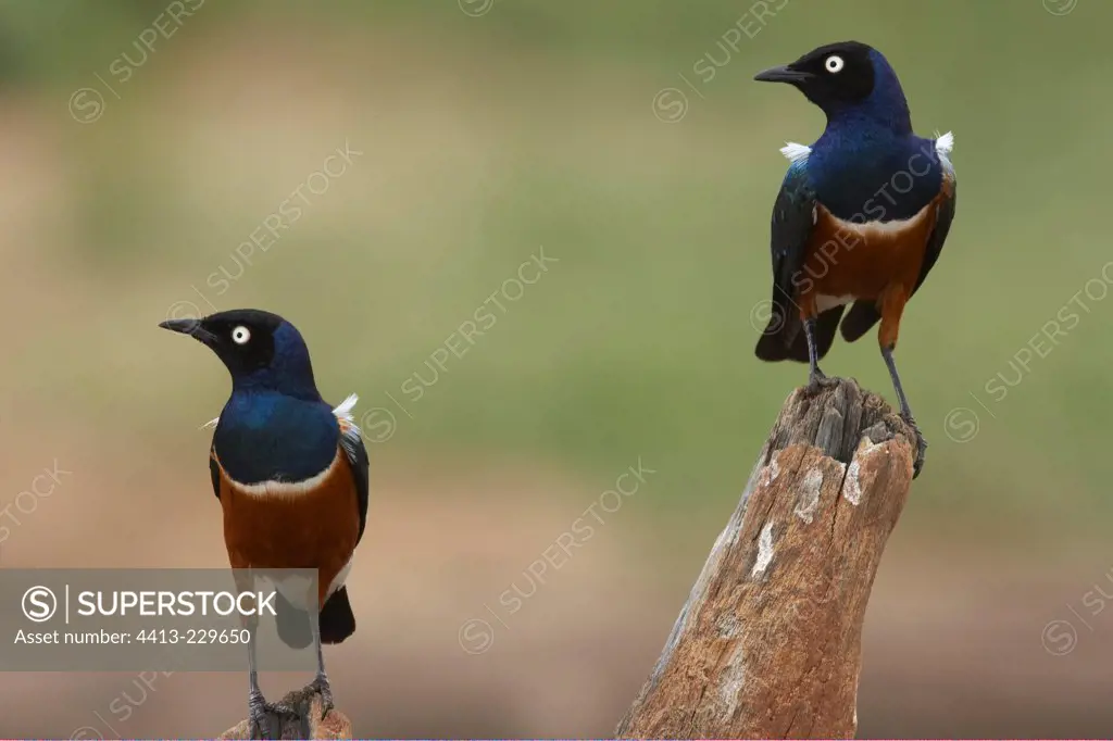 Superb Starlings Amboseli National Park Kenya