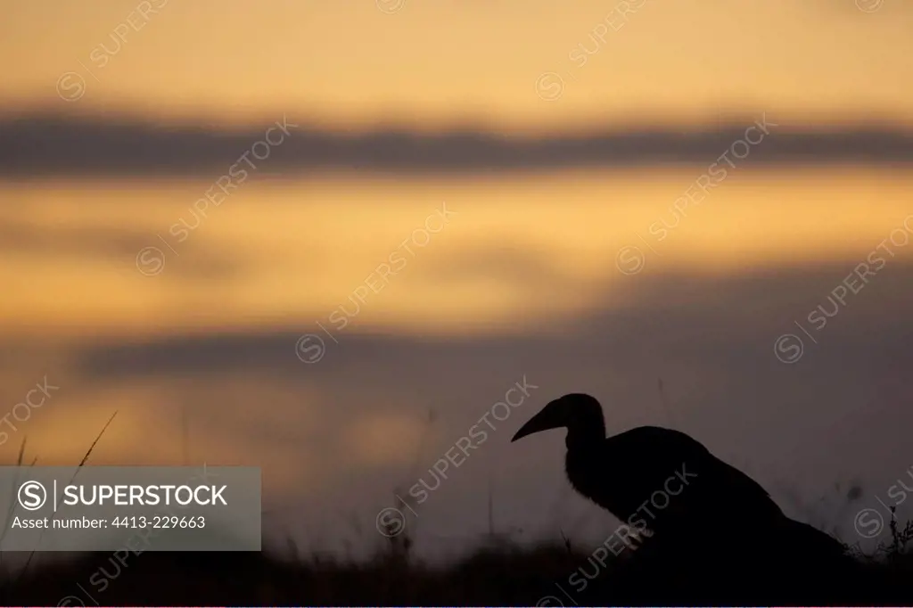 Southern Ground-Hornbill at sunset Masai Mara Kenya