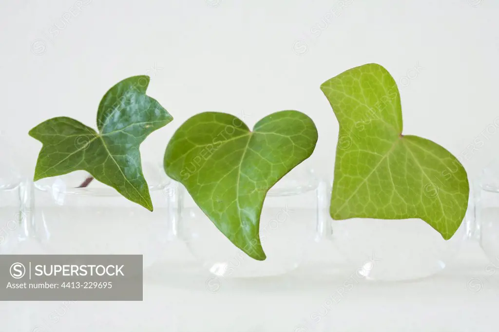 Ivy leaves in vases