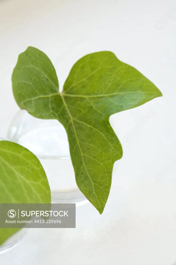 Ivy leaf in vase