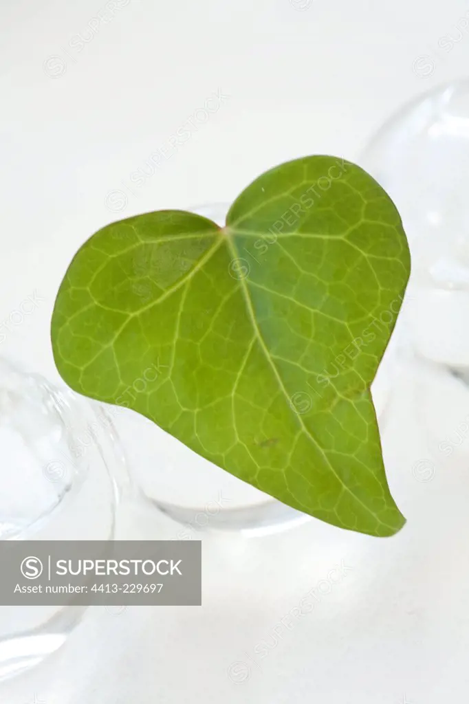 Ivy leaf in vase