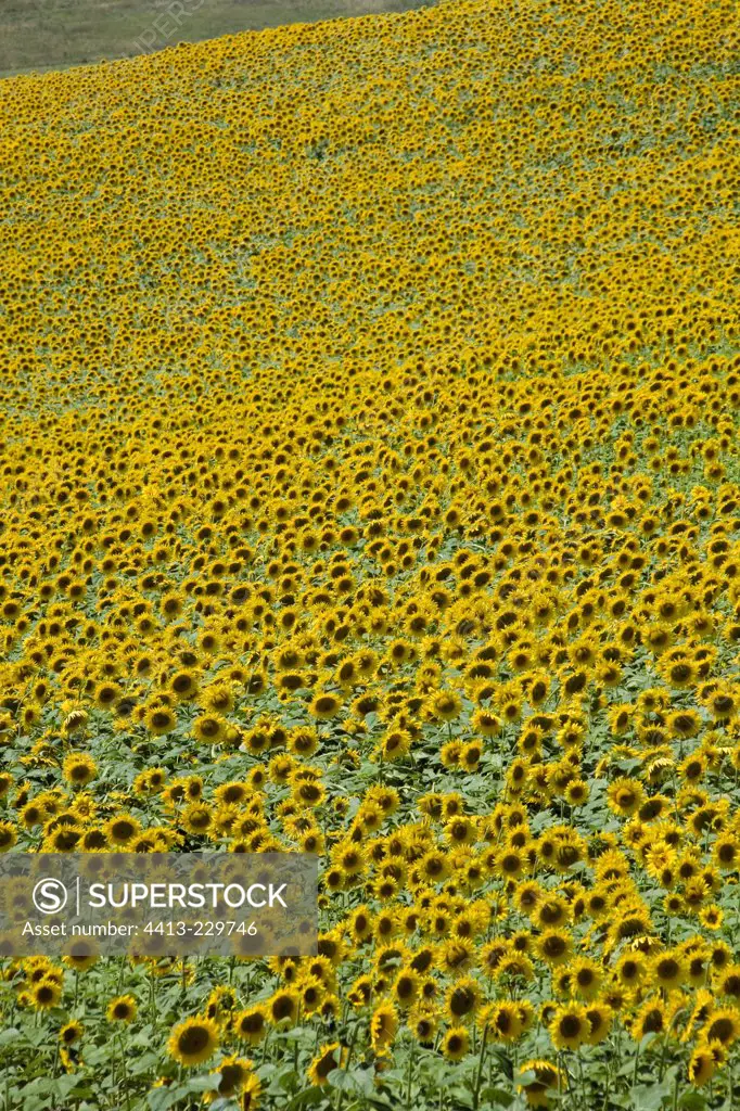 Sunflower field in Midi-Pyrénées France