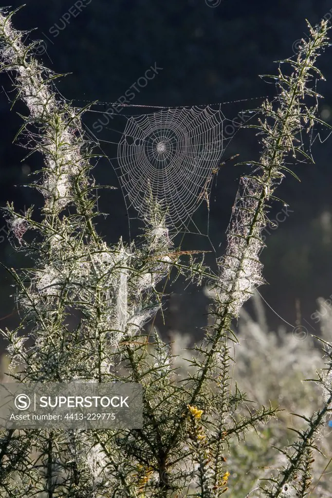 Cobweb woven between branches of Golden Gorse France