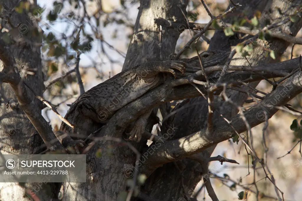 Monitor Lizard in a tree Kruger National Park South Africa