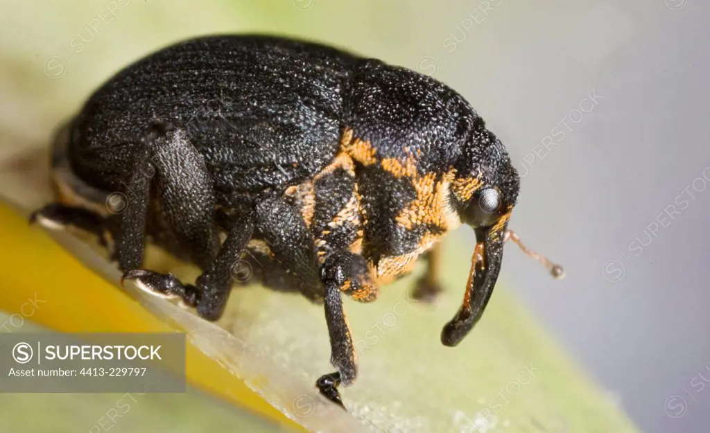 Close-up of Weevil on a flowering plant France