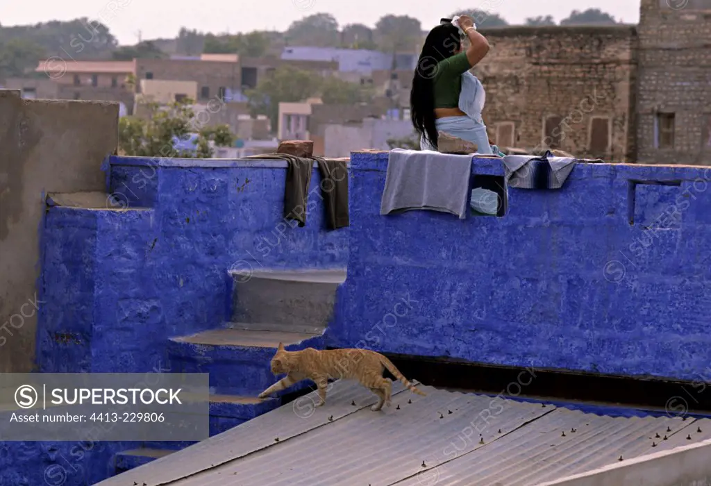 Cat and young girl near a blue small wall Jodhpur India