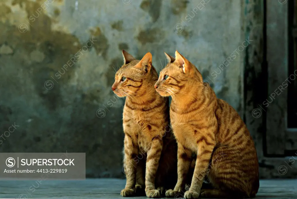 Red-haired cats sitting near a door India
