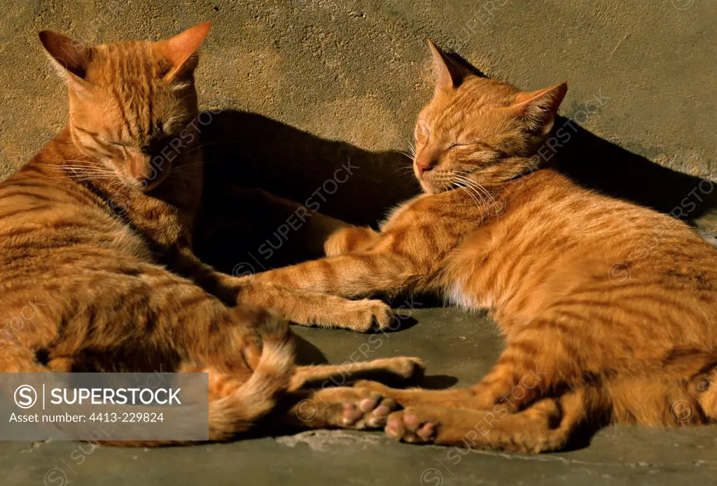 Cats sleeping against a wall India