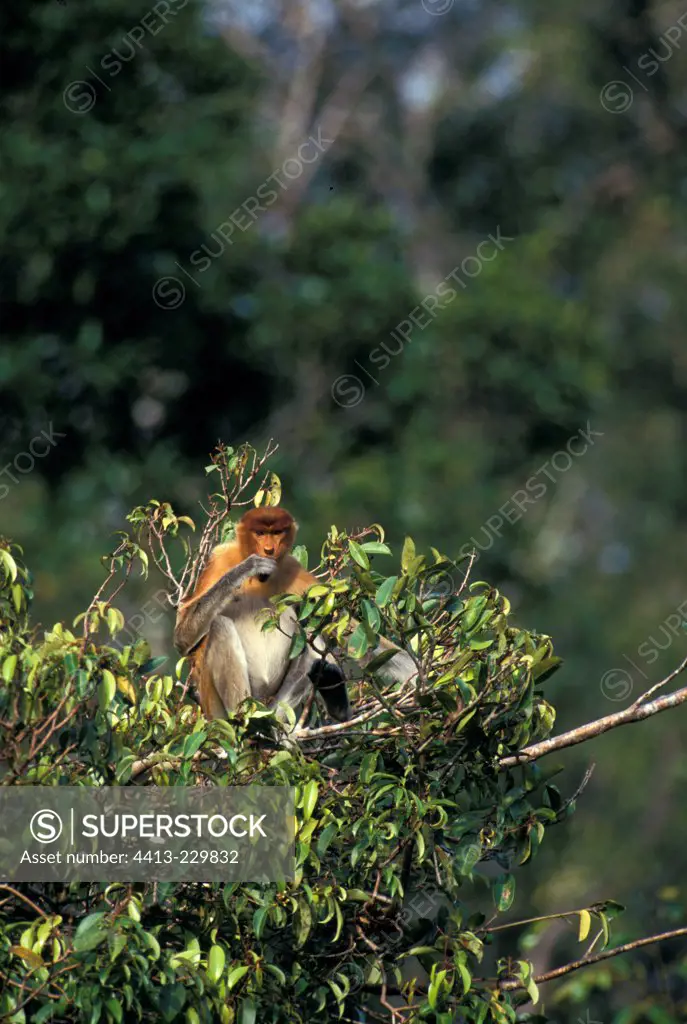 Female Proboscis Monkey eating leaves Tanjung Puting