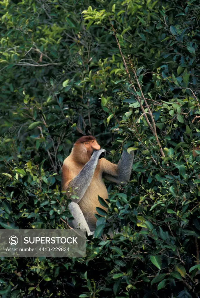 Male Proboscis Monkey eating leaves Tanjung Puting