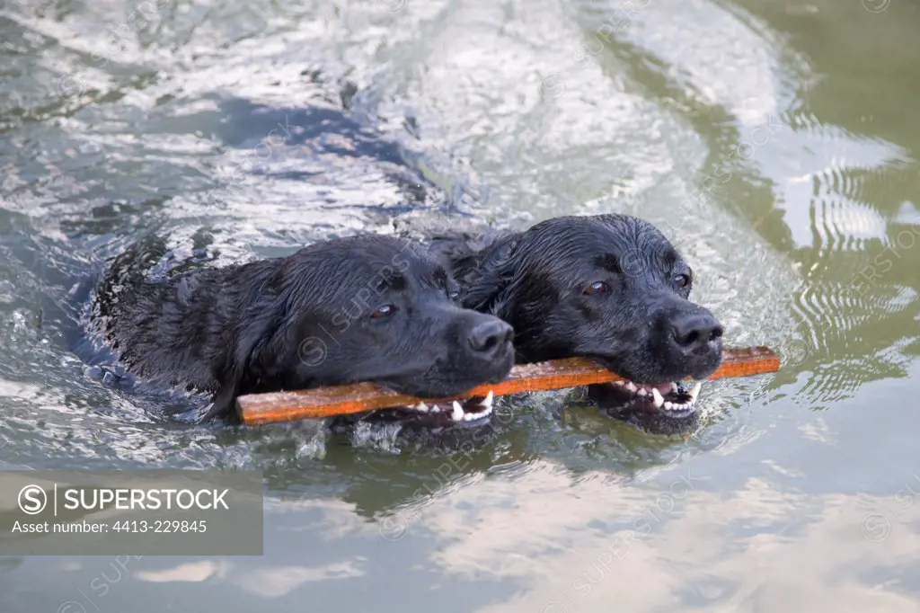 Two black Labradors in the water bringing back stick France