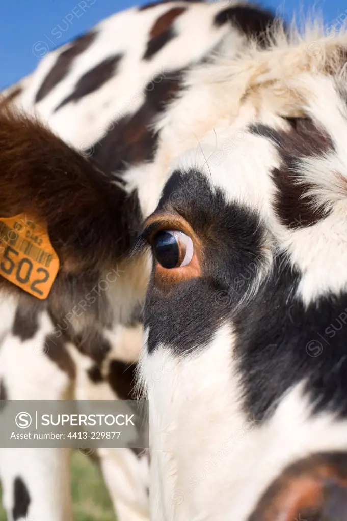 Focus on the head and nose of a cow Normande
