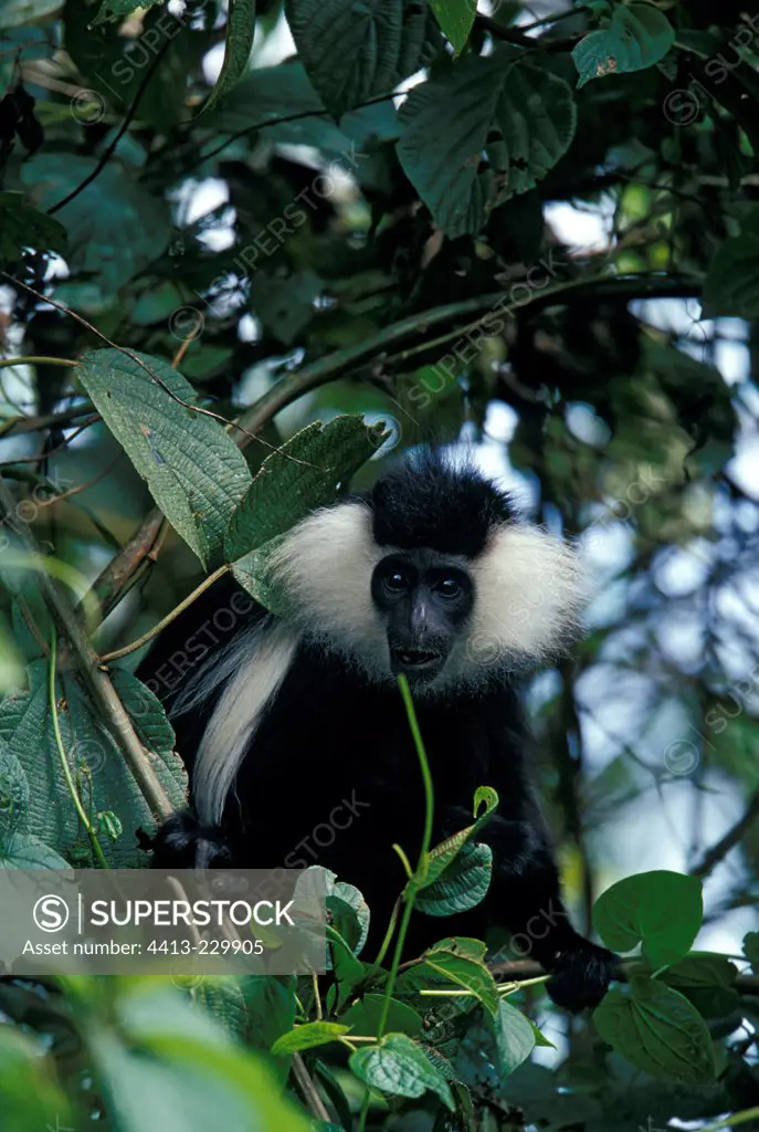 Portrait of Angolan Colobus in a tree Nyungwe National Park
