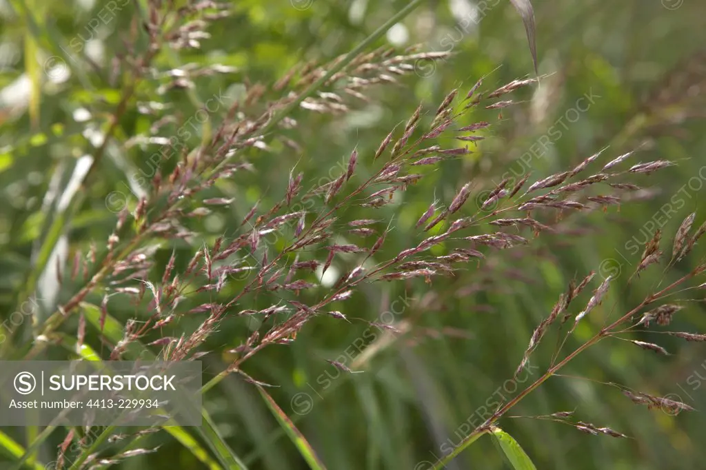 Graybeard Grass