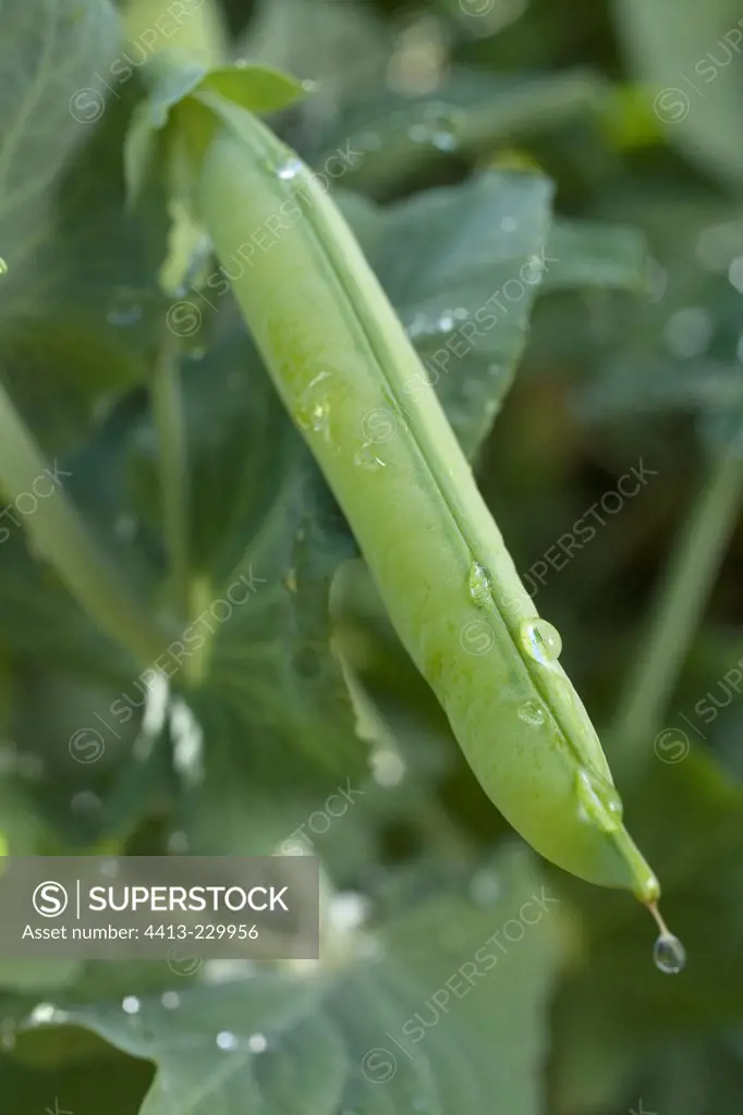 Garden pea 'Surgevil' in the kitchen garden