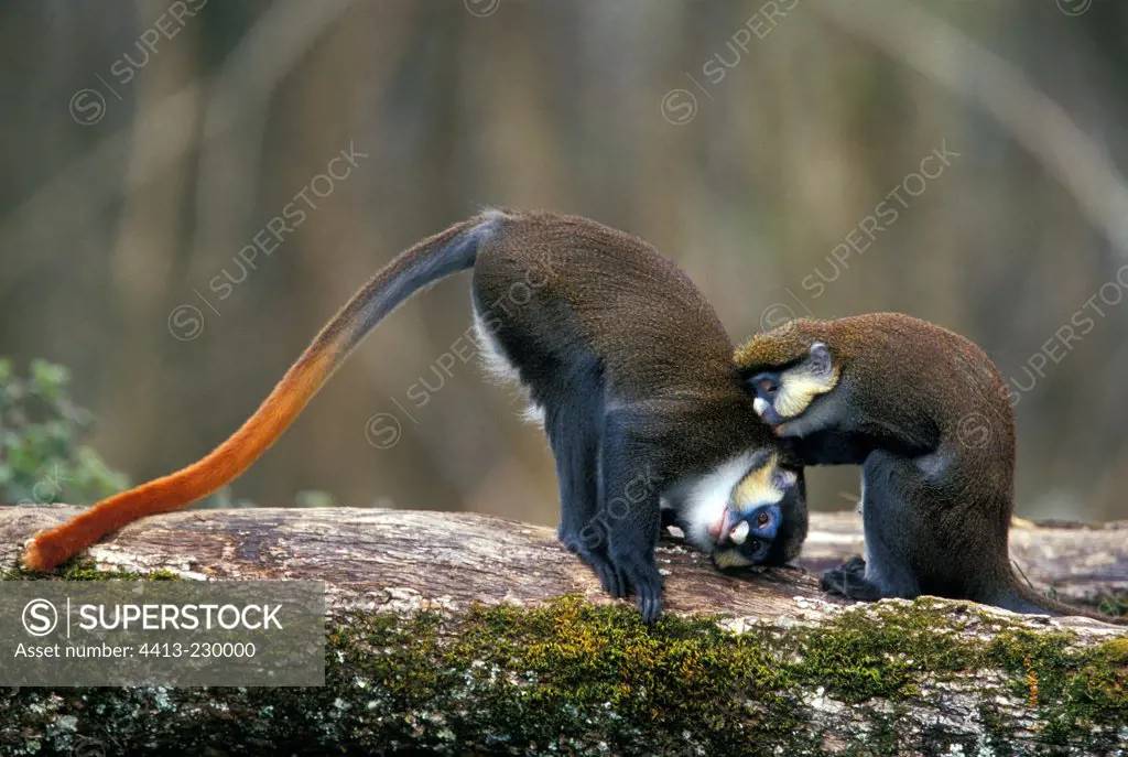 Two Red-tail Monkeys grooming on a trunk France zoo