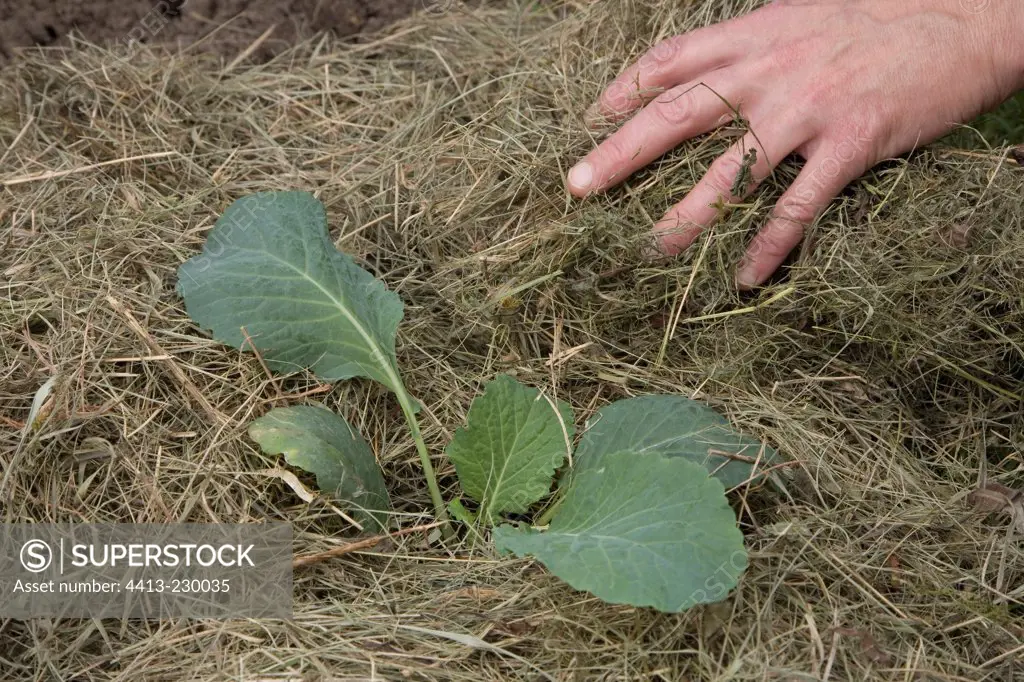 Plantation of Milan cabbage 'Emerald' in the kitchen garden