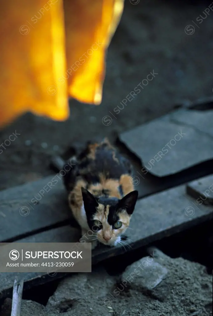 Cat lying down on a wooden plank India